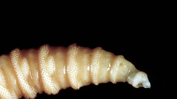 La Administración Trump confirmó el primer caso humano del parásito 'New World Screwworm' en casi medio siglo