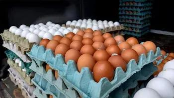 No se conoce el consumo real de huevos en Salta por culpa del contrabando boliviano