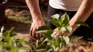 El pH del suelo: ¿por qué es clave para la salud de las plantas?