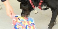 ‘Paint with Your Pup’ held at Promenade Park