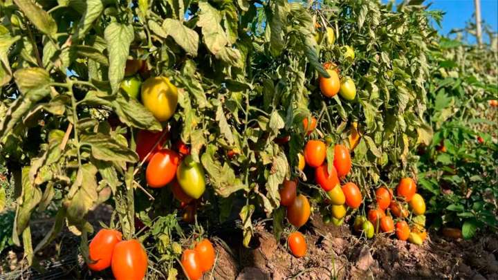 Productores salteños dejaron miles de kilos de tomates sin cosechar