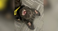 Steeler from Pittsburgh International Airport advances to finals in TSA's Cutest Canine Contest