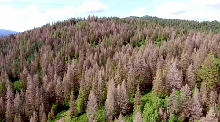 BLM accepts timber bids for sale near Rockland