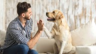 ‘You Stupid Idiot Dog!’ Says Man Who Loves Dog