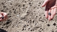 Fossils discovered by ASU researchers reveal potential new species