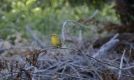 Corte ordena reparación de daño ambiental en Humedal valdiviano
