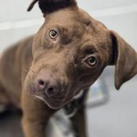 Pets of the Week
