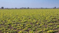 Productores de frijol piden reunión con gobernador para plan de siembra