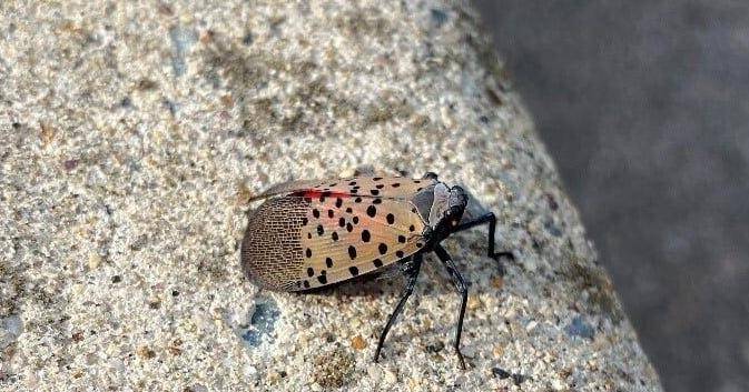 Spotted Lanterfly declared 'established' in northern R.I.