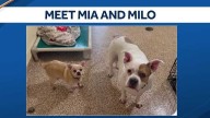 Sweet bonded senior dogs seeking a loving forever home for their golden years