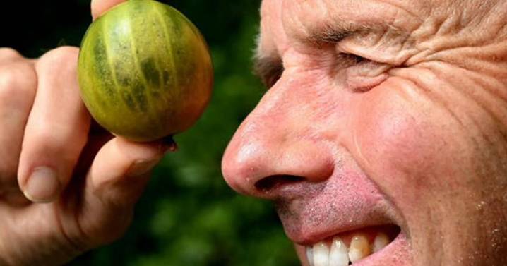 Man breaks record by growing world’s heaviest gooseberry