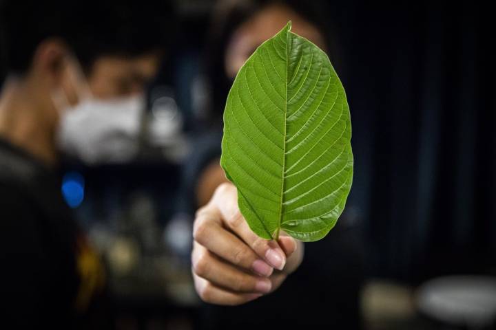 What to Know About 7-OH, a Dangerous Kratom Byproduct Targeted by Health Officials