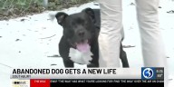 Abandoned Pitbull adopted by police detective who saved him