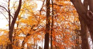 Why are the leaves already turning brown and falling from trees?