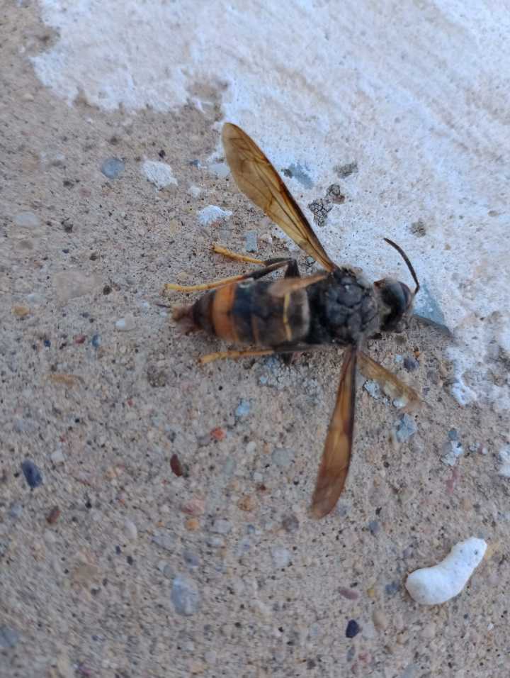 Detectan la presencia de ejemplares de avispa asiática en Alcañiz