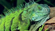 El significado de que aparezcan lagartijas y salamanquesas en tu casa, según los expertos