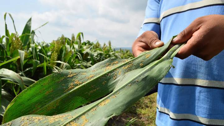 Producción de temporal en riesgo, plagas y sequía dejan 80% de cultivos en peligro