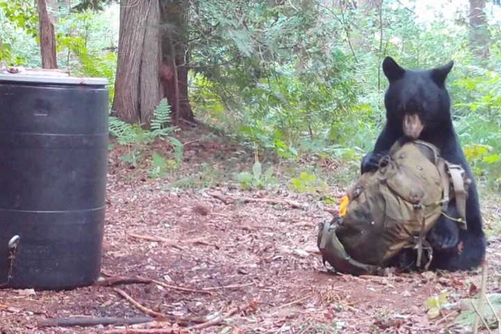 Maine bear discovers the perfect napping spot