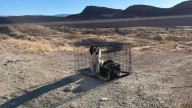 Hikers Stunned To Discover Two Puppies Abandoned In A Cage In The Utah Desert