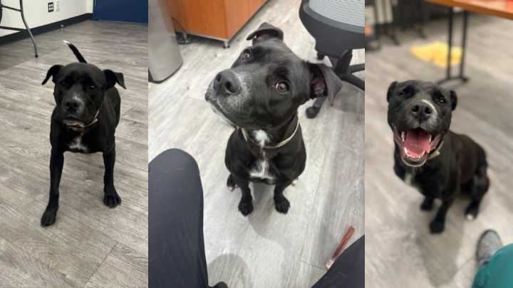 ‘Pause for Pets:’ Take a moment to meet Ebony!