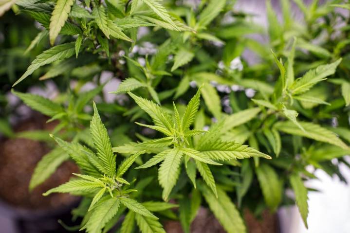 READER POLL: Should Maryland take stronger measures to prevent cannabis use by kids?