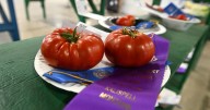 Winners bring home ribbons at Northwest Montana Fair