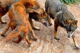 Denuncian a la Guardia Civil a una familia con un menor por colarse en el recinto de lobos de Cabárceno