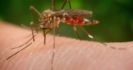 5 things to know about West Nile virus in Porter County