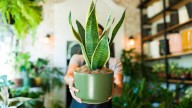 Ni abono ni poda: lo que debes hacer con tu sansevieria para que se mantenga vigorosa los 365 días del año
