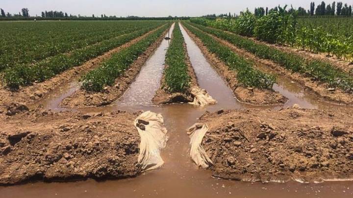 Restringen riego y evalúan una obra clave por desechos fecales que afectan cultivos en Lavalle