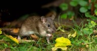 One kitchen staple is key to permanently stopping rats from visiting your garden