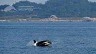 Las orcas regresan a Arousa, dejan sin timón un galeón en A Illa y abren una vía de agua a un velero en Ons