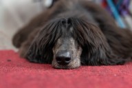 Dog Trainer Asks Owner for Videos of 'Naughty Puppy,' Doesn't Disappoint