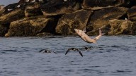 Sturgeon photobombs American oystercatchers along Maine coast