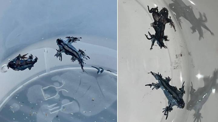 Hallan nuevos dragones azules venenosos en playas de Alicante: "No los toques, ni con guantes"