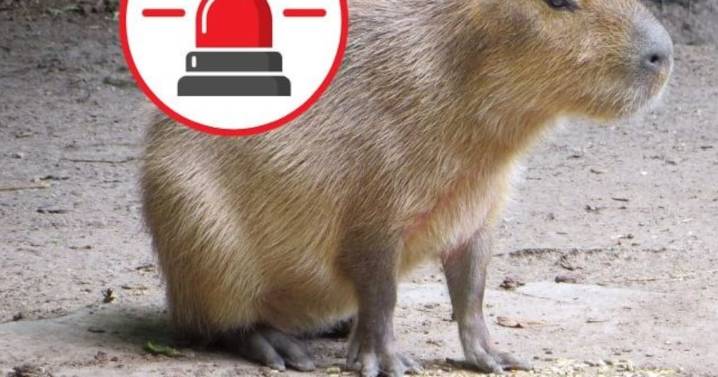 Capibara se escapa (?) del Zoológico de Culiacán