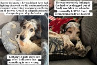 'Healthy' Dog Goes To Sleep, What Happens Next Day Leaves Owner Traumatized