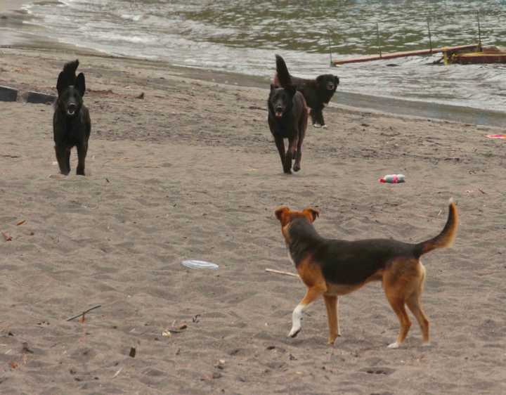 Biobío enfrenta casos de maltrato animal: denuncian envenenamientos y disparos