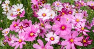Cosmos plants can bloom brightly non-stop until winter with 3 simple steps