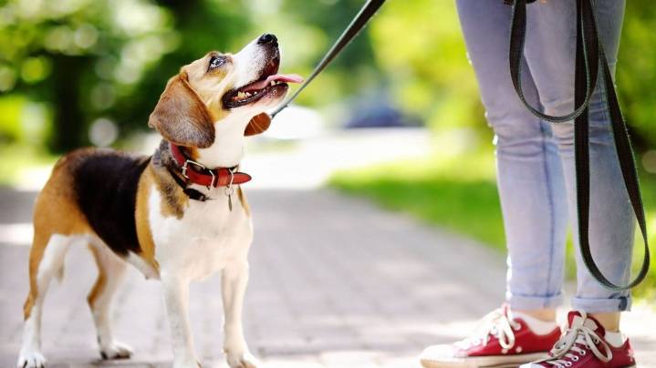 La Universidad de Buenos Aires y una novedad: enseña cómo ser paseador de perros profesional