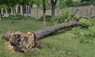 Worker killed by falling tree branch in Montreal