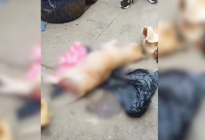 Hallan perra gestante muerta con signos de abuso sexual en Santa Marta