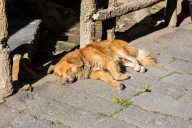 En SLP ya no se realizan sacrificios animales: Secretaría de Salud