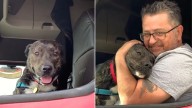 Tears Of Joy As Dog Climbs New Dad's Car After Spending 372 Days At Illinois Shelter