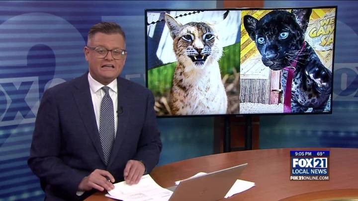 ‘The Wildcat Sanctuary’ Takes in Four Seized Big Cats