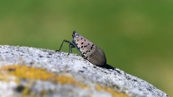 Wipe Out Lanternflies Naturally With A Couple Of Kitchen Ingredients You Already Have