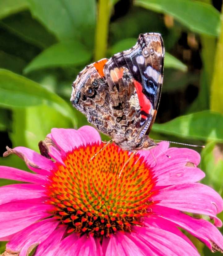 Photo of the Week