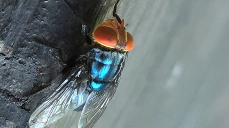 Person in U.S. is diagnosed with New World screwworm parasite