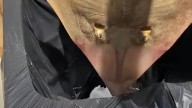 Los expertos ponen el grito en el cielo: encuentran tirado en la basura en Cádiz a un animal en peligro de extinción