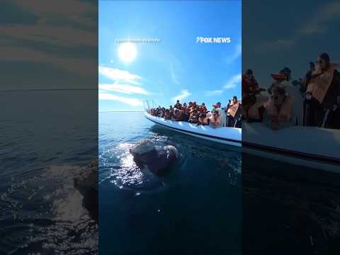 CLOSE ENCOUNTER: Whale watching group get once-in-a-lifetime view #fox #ocean #whale #shorts #viral